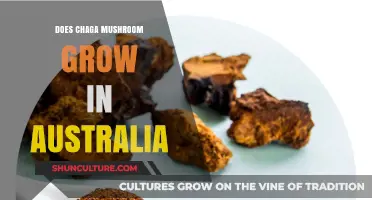 Chaga Mushrooms in Australia: Where and How They Grow