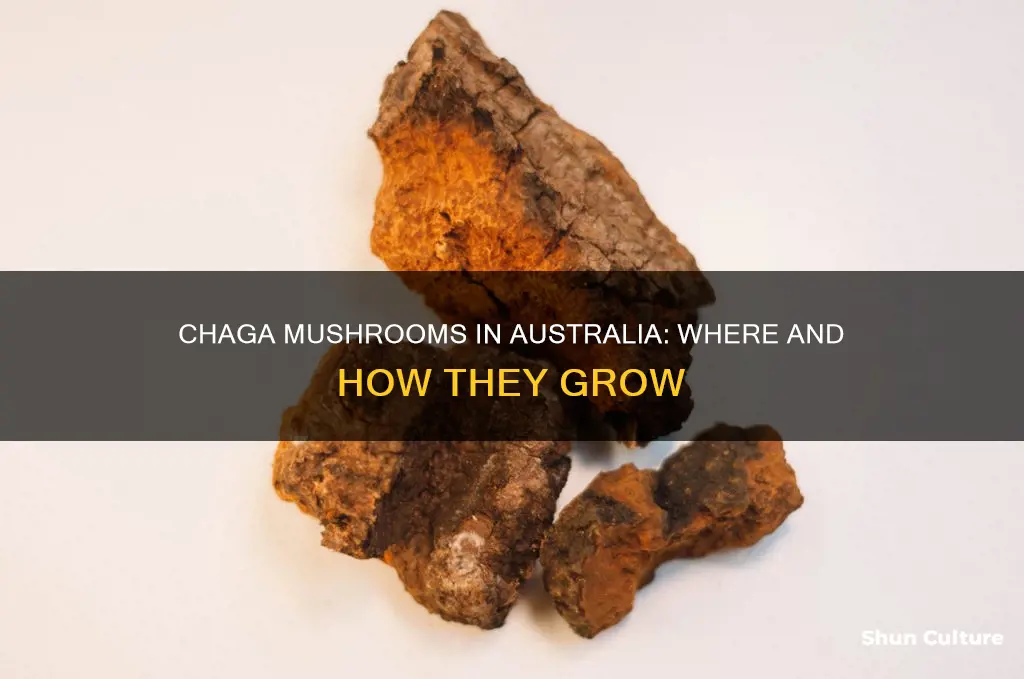 does chaga mushroom grow in australia