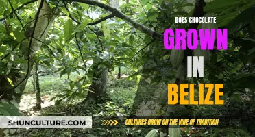 Belize's Chocolate-Growing Industry: An Overview