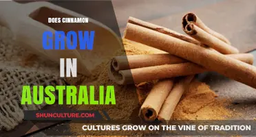 Cinnamon Cultivation: Australia's Potential Spice Haven