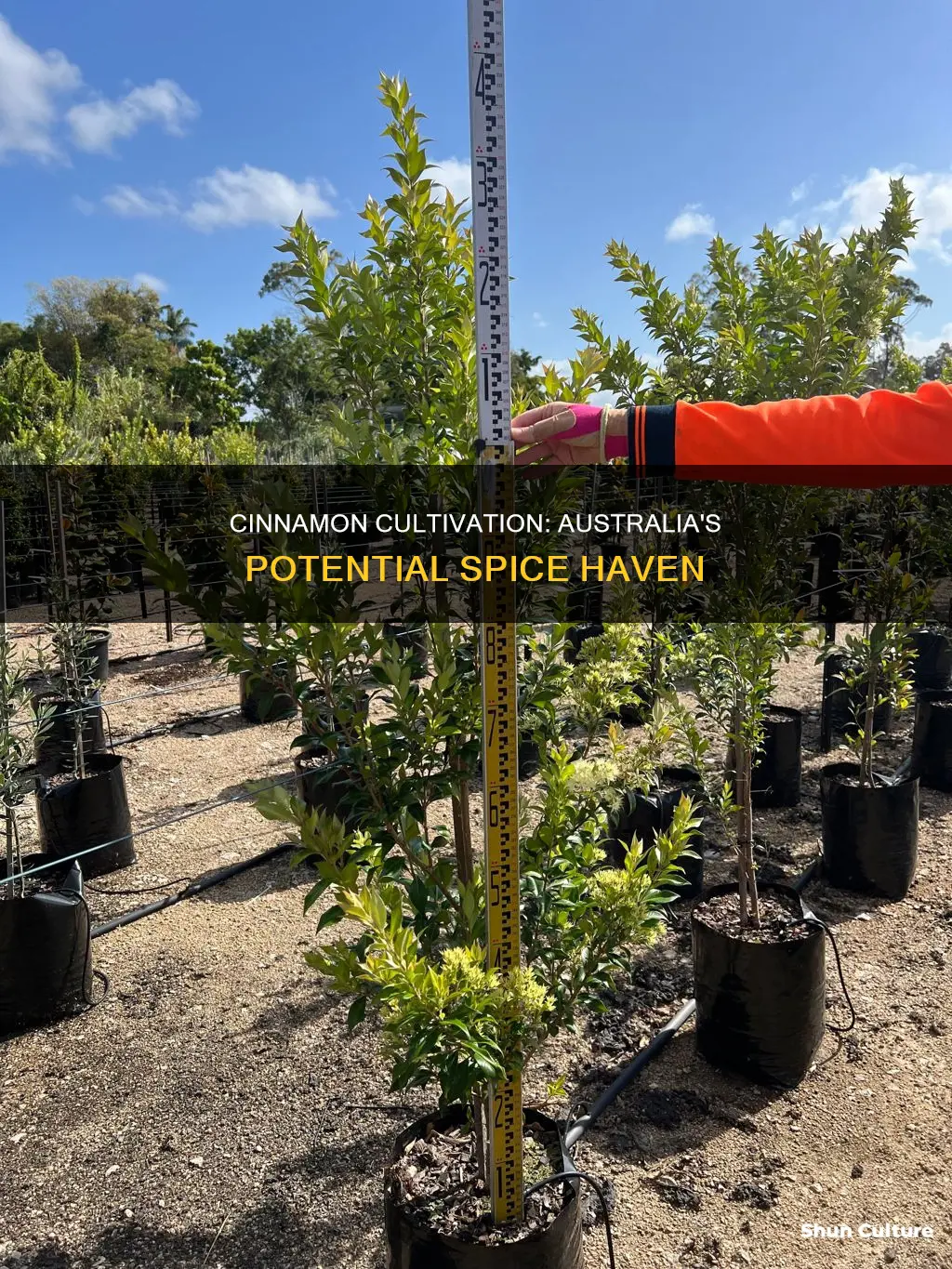 does cinnamon grow in australia