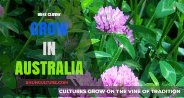 Clover in Australia: Where and How it Grows
