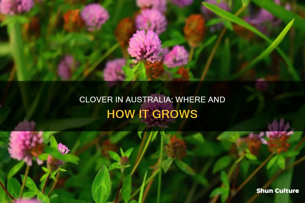 does clover grow in australia