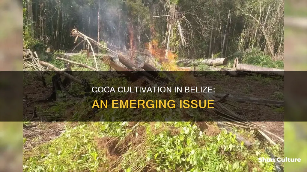 does coca grow in belize