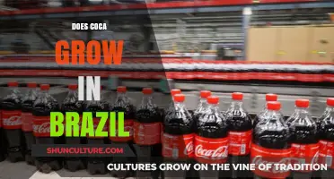Does Coca Grow in Brazil? Exploring the Facts and Myths