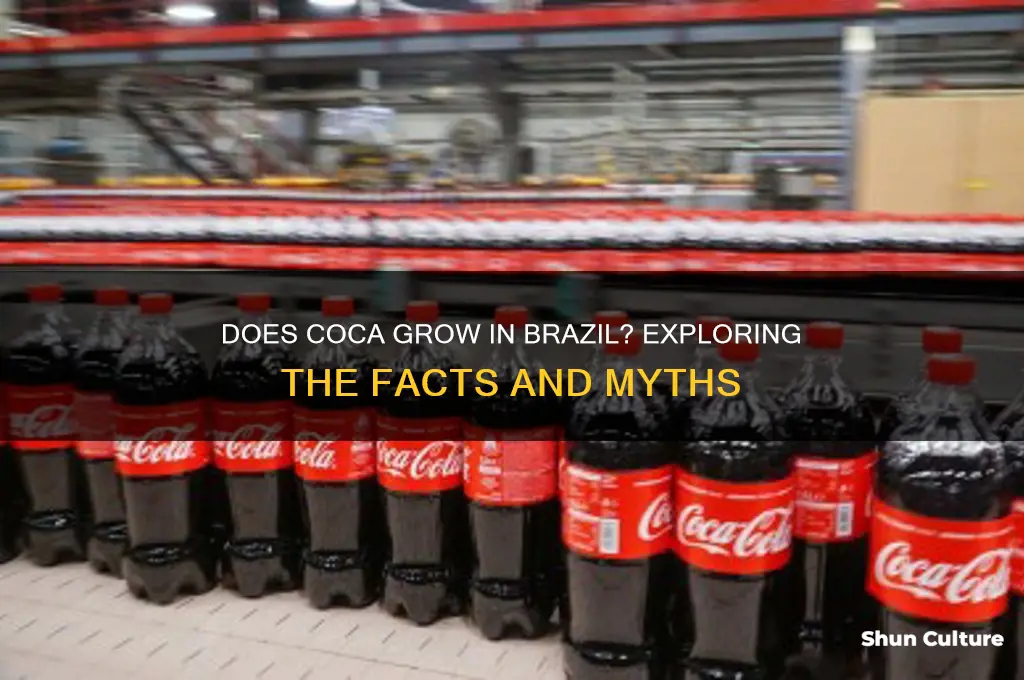 does coca grow in brazil