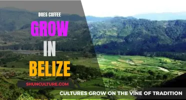 Coffee Cultivation in Belize: Is It Possible?