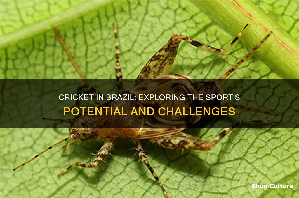 does cricket work in brazil