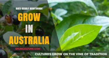 Deadly Nightshade: An Australian Threat?