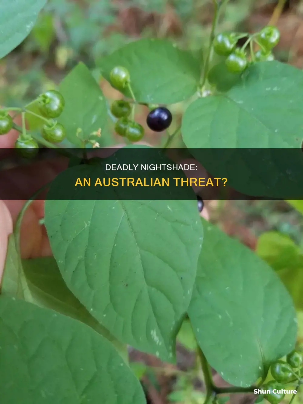 does deadly nightshade grow in australia