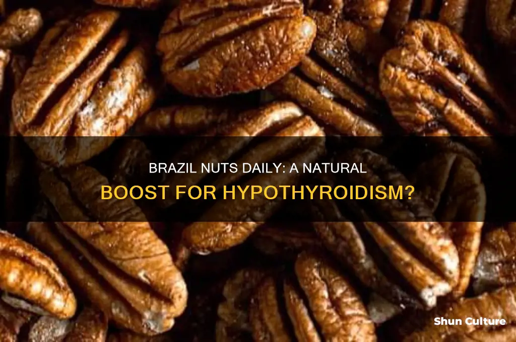 does eating a brazil nut every day help hypothyroidism
