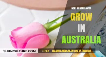 Elderflower Cultivation: Australia's Unique Growing Conditions