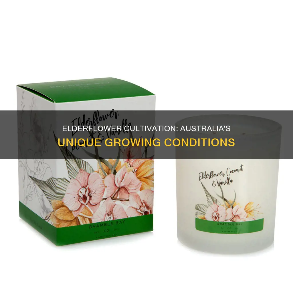 does elderflower grow in australia