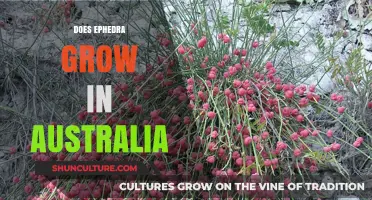 Ephedra Growth in Australia: A Natural Wonder Down Under