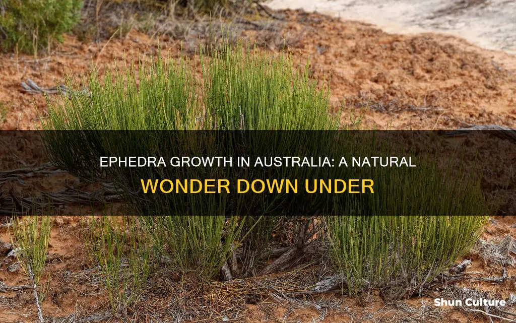does ephedra grow in australia