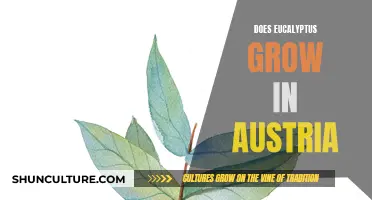 Eucalyptus in Austria: Can It Grow There?