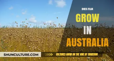 Flax Farming in Australia: Is It Possible?