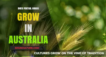 Foxtail Grass: An Australian Pest or Not?