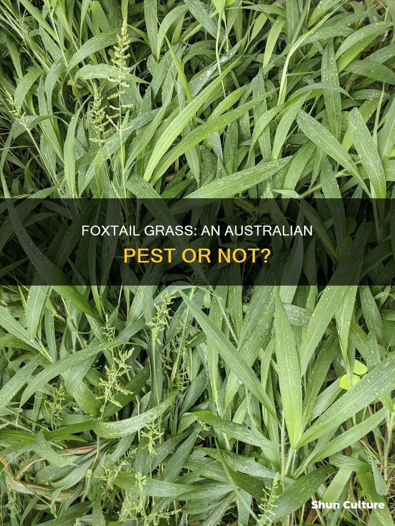 does foxtail grass grow in australia