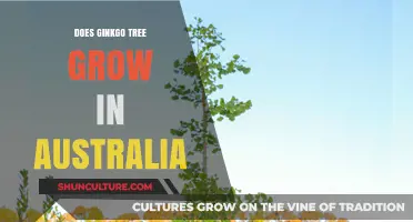 Ginkgo Trees: Can They Grow in Australia?