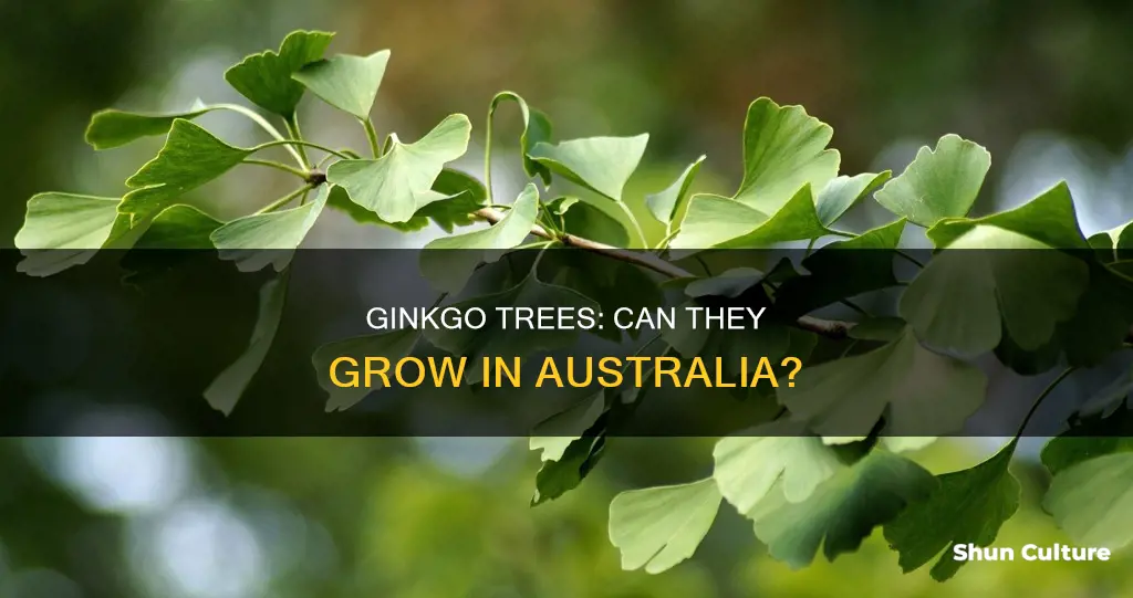 does ginkgo tree grow in australia