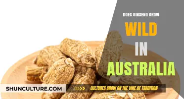 Where Ginseng Grows Wild in Australia