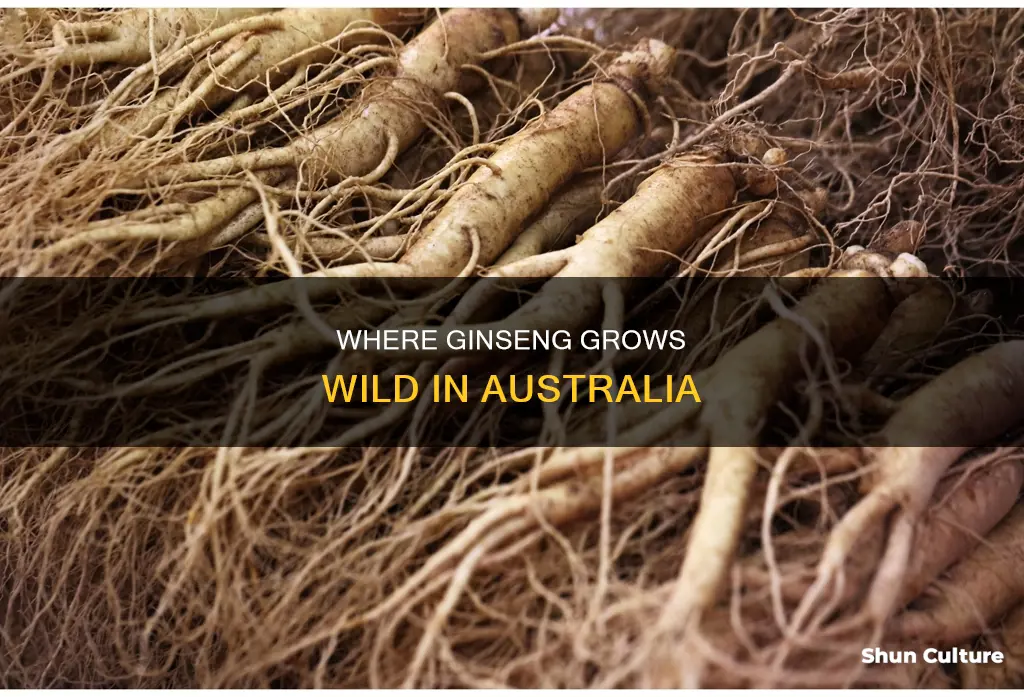 does ginseng grow wild in australia