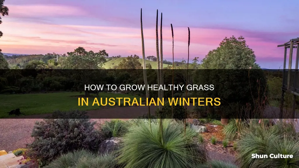 does grass grow in winter australia