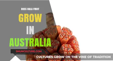 Hala Fruit Cultivation: Australia's Potential