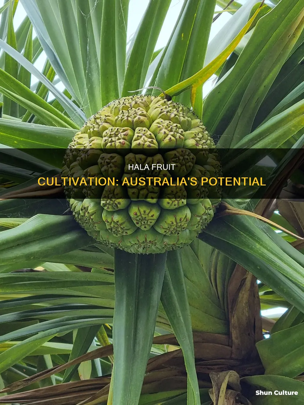 does hala fruit grow in australia