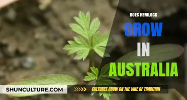 Hemlock in Australia: Where Does it Grow?