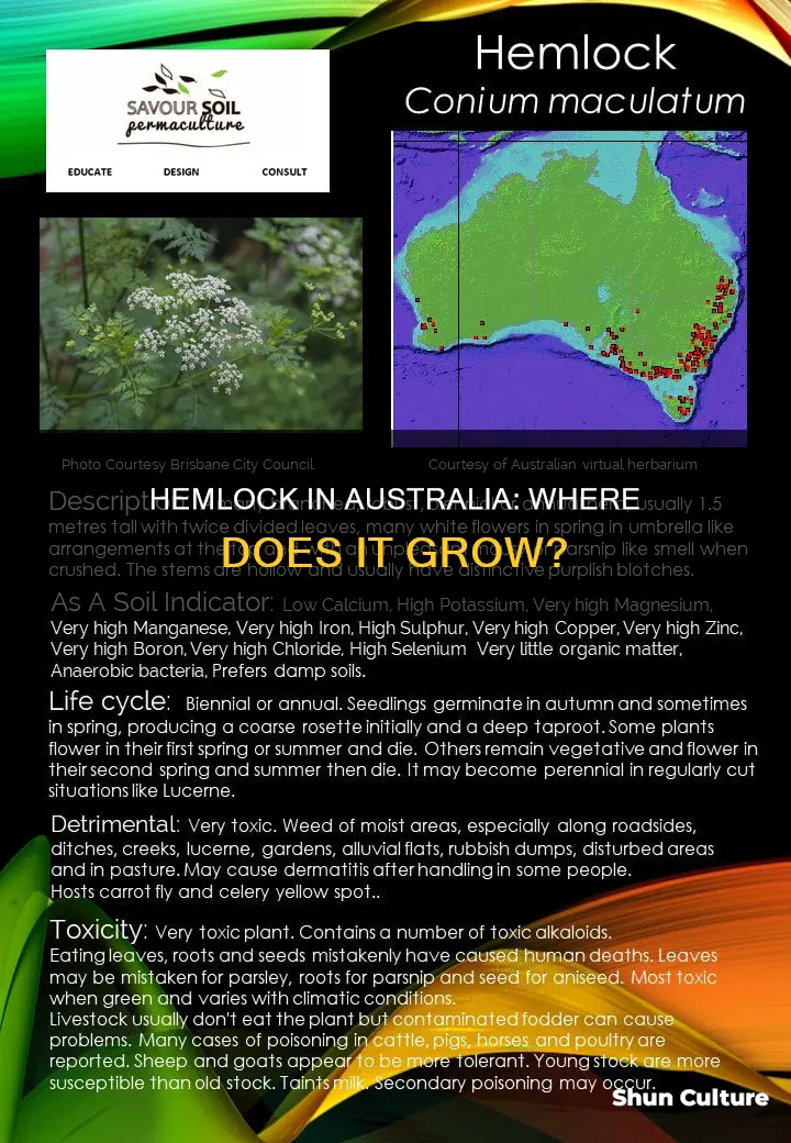 does hemlock grow in australia