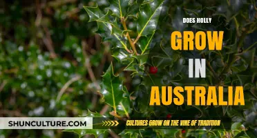 Holly in Australia: Can It Grow?