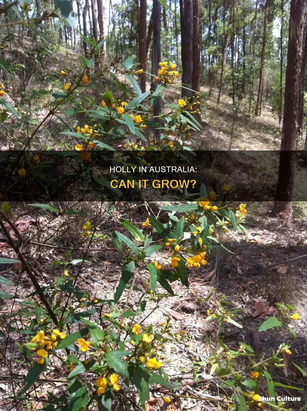 does holly grow in australia