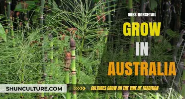 Horsetail in Australia: Where and How it Grows