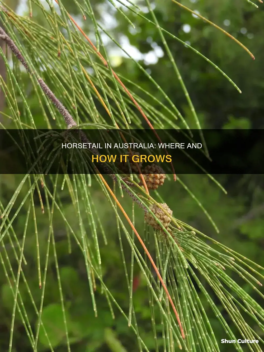 does horsetail grow in australia