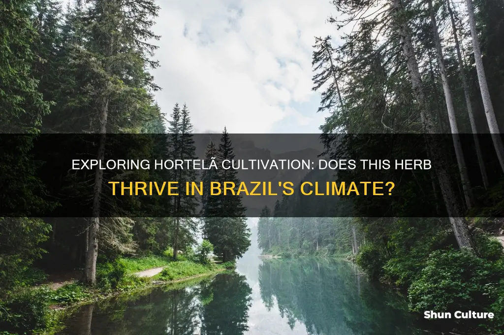 does hortelã grow in brazil