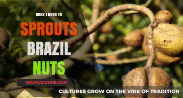 Should You Sprout Brazil Nuts? Benefits and How-To Guide