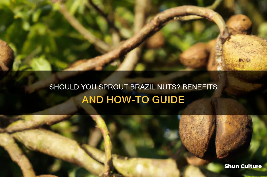 does I need to sprouts brazil nuts