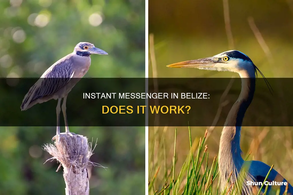 does instant messenger work in belize