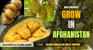 **Jackfruit Cultivation in Afghanistan: Exploring a Tropical Fruit in a Non-Tropical Climate**
