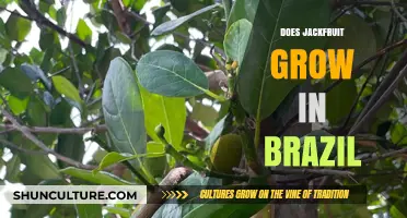 Can Jackfruit Thrive in Brazil's Climate? Exploring Its Growth Potential