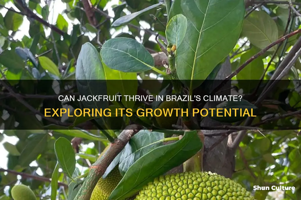 does jackfruit grow in brazil