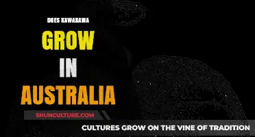 Kawakawa in Australia: Can it Grow?