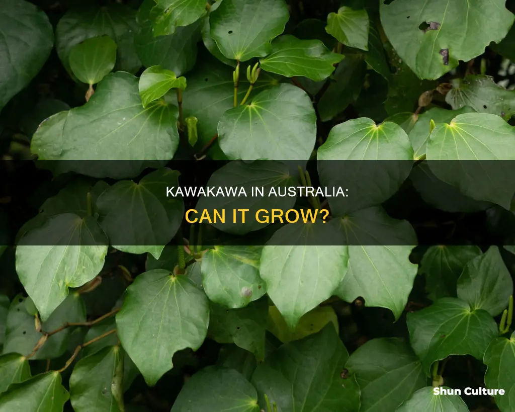 does kawakawa grow in australia
