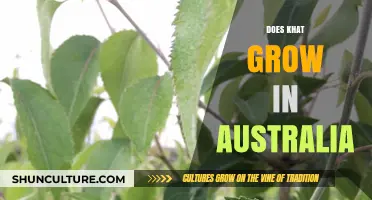 Khat Cultivation in Australia: Is It Possible?