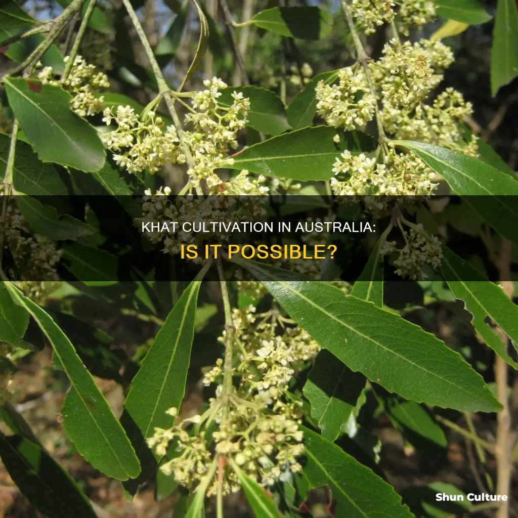 does khat grow in australia
