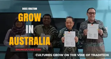 Kratom Cultivation in Australia: Is It Possible?