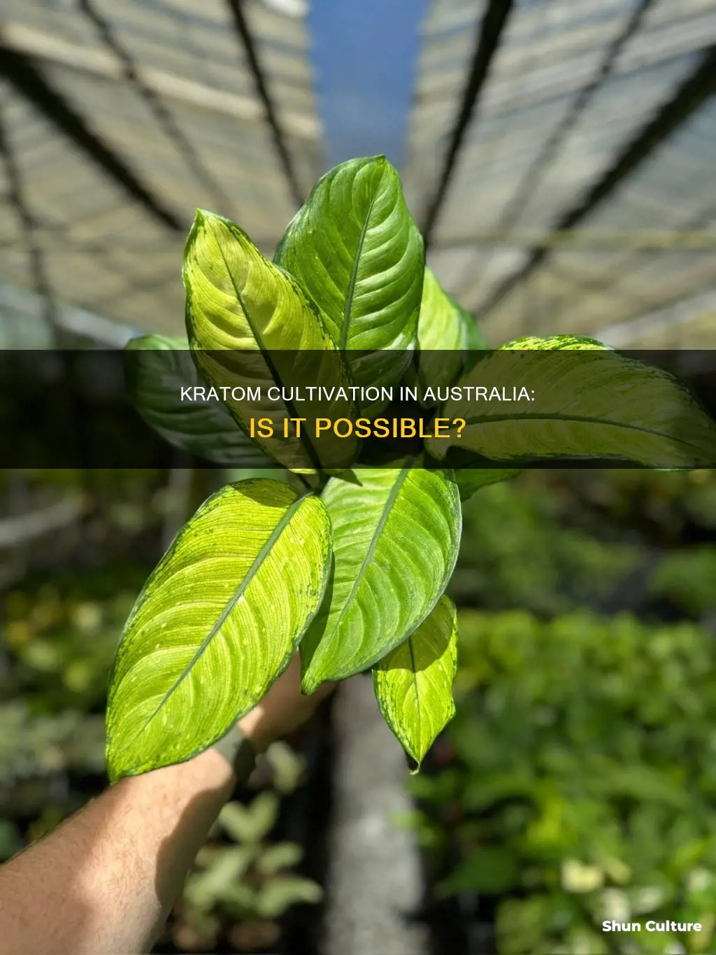 does kratom grow in australia