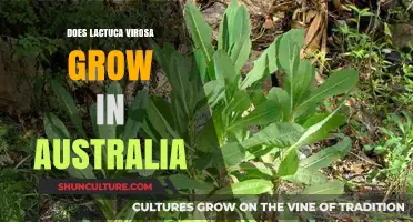 Lactuca virosa: Can It Grow in Australia?